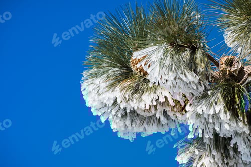 Preview: Ice covered pine needles and cones