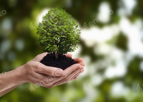 Preview: Environment and ecology concept. Woman holding soil with small tree outdoors, closeup