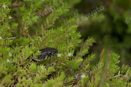 Preview: Grass snake perched atop a lush green plant, adorned with many leaves