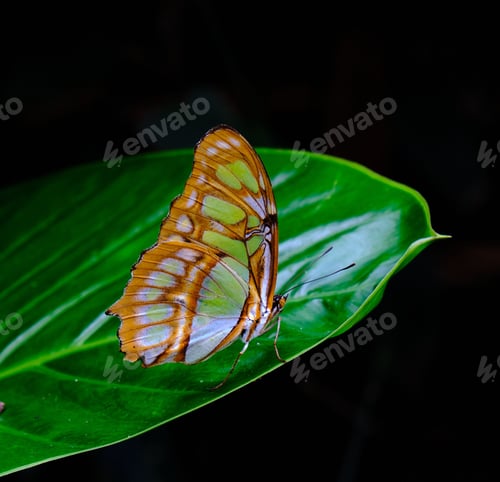 Preview: Closeup of a malachite butterfly on a green leaf in a field with a blurry background