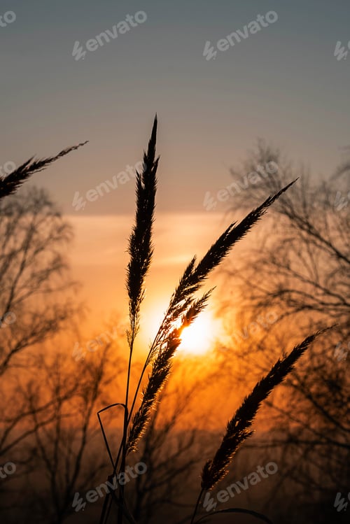 Preview: Silhouette of Pampas Grass at Sunset.