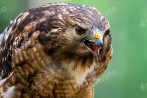 Preview: Red-shouldered Hawk