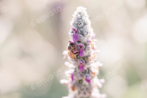 Preview: Bee on flower