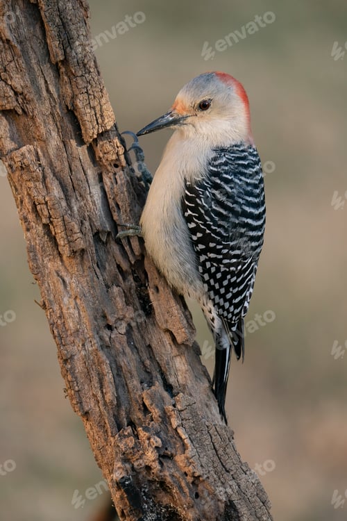 Preview: Red-bellied Woodpecker
