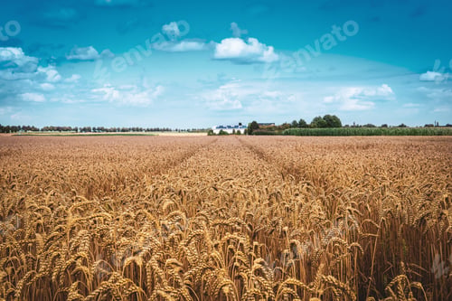 Preview: Calm view of wheat, cereal field on a sunny day
