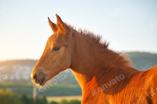 Preview: Portrait of young foal.