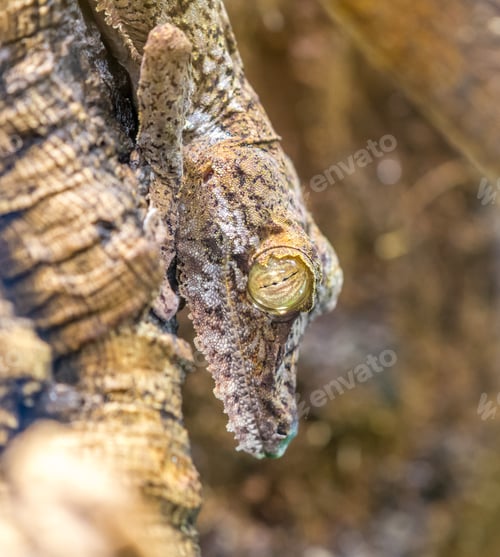 Preview: Leaf tailed gecko camouflaged on a tree bark