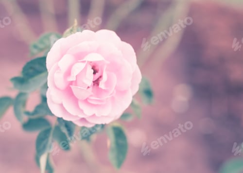 Preview: Vintage filter, pink rose flower in outdoor garden