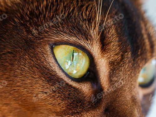 Preview: closeup macro view of Abyssinian cat sitting