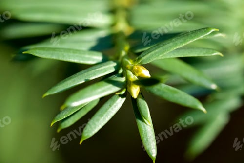 Preview: Closeup of Taxus baccata. English yew leaves. Selected focus.