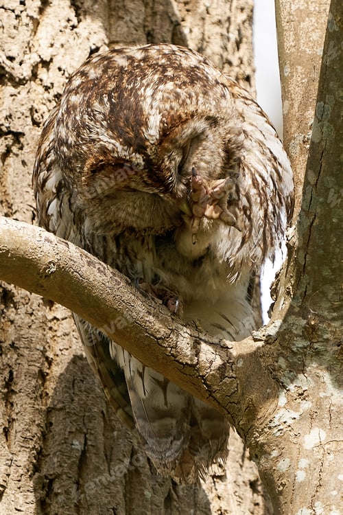 Preview: Tawny owl (Strix aluco)