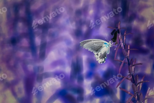 Preview: Infrared selective focus shot of a butterfly sitting on a plant in a field