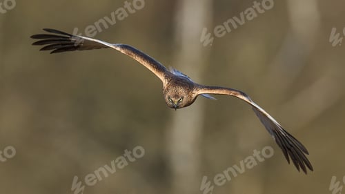 Preview: Western marsh harrier (Circus aeruginosus)