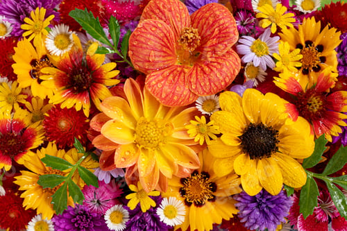 Preview: Close-up group of different beautiful and colorful flowers.