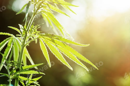 Preview: Cnnabis Plant Growth in Nature.