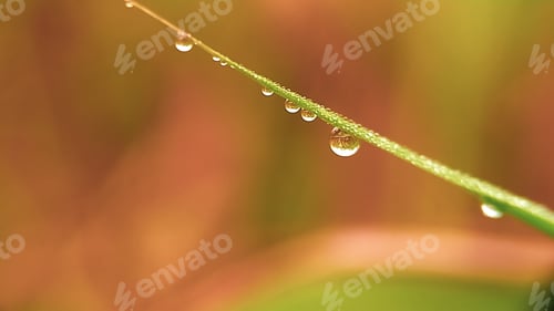 Preview: Water Droplets on Blade of Green Grass