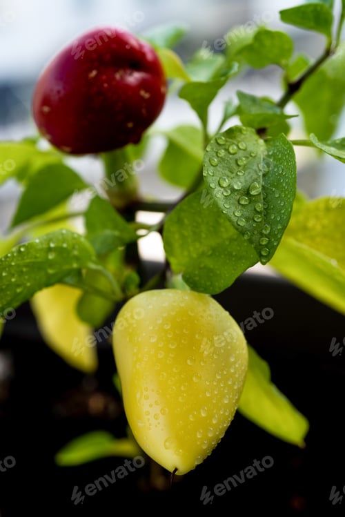 Preview: Bell pepper plant with water drops, macro shot