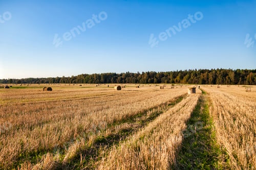Preview: Harvesting Hay Bales Under a Clear Blue Sky in a Tranquil Agricultural Field