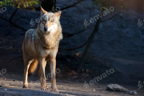 Preview: Wolf in the forest
