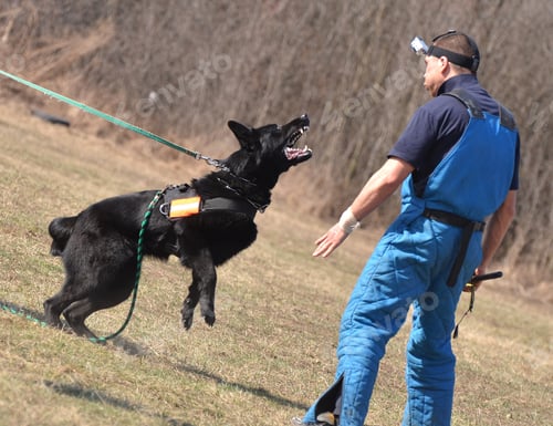 Preview: Police Dog Training