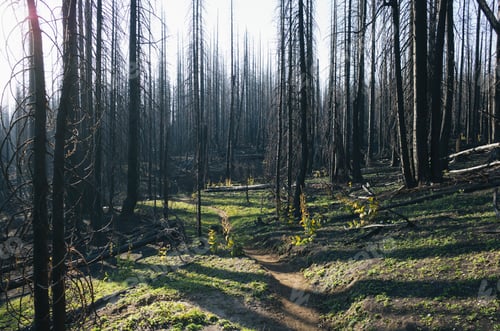 Preview: Fire damaged trees in the forest of the Norse Peak Fire, near Mount Rainier National Park,