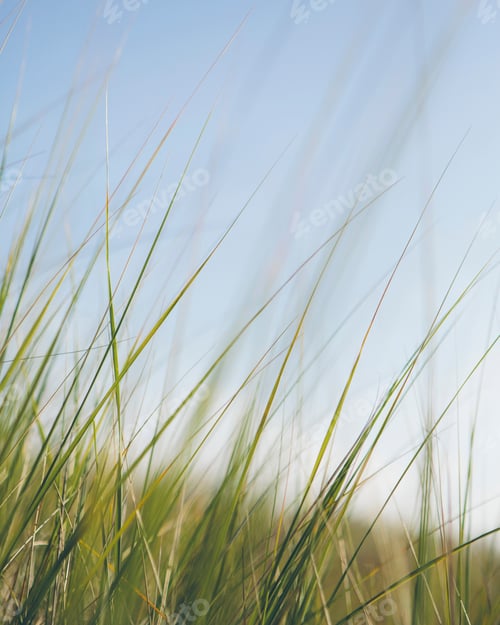 Preview: Low angle view of windswept sea grasses, Long Beach Peninsula