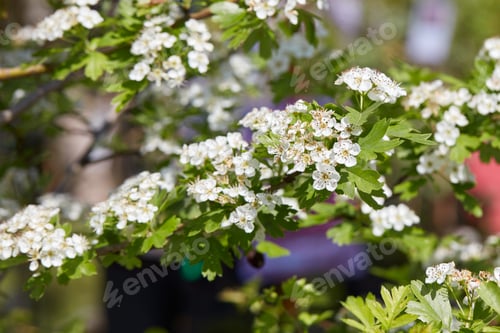 Preview: Crataegus monogyna, hawthorn plant and white flowers in spring sunlight