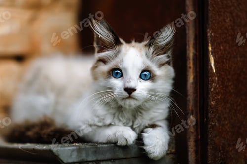 Preview: Homeless grimy little white kitten. A beautiful cat with blue eyes.
