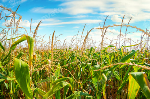 Preview: Field with green corn