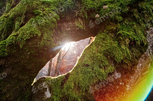 Preview: Amazing shot of sunlight froom hole of moss tree. Sun shine froom trees