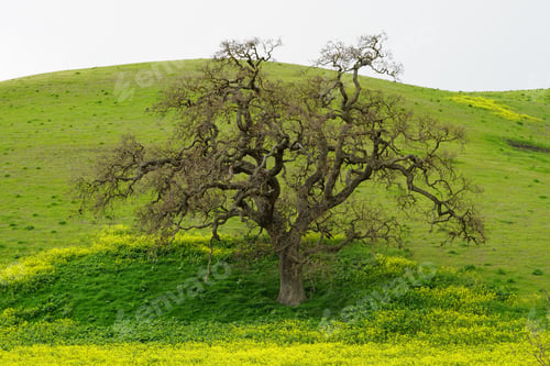 Preview: An Oak tree surrounded by wild mustard in the Spring