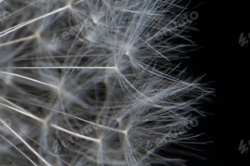 Preview: Abstract Macro Shot of a Dandelion Seed Head