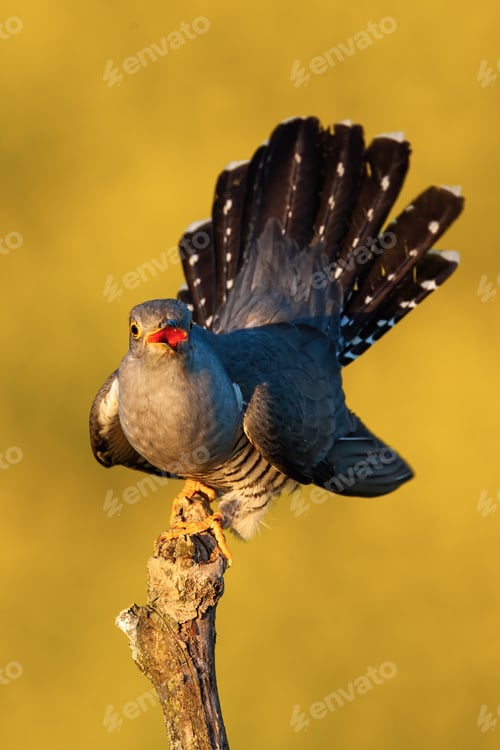 Preview: Proud common cuckoo displaying its tail feathers and singing in summer at sunset
