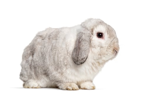 Preview: Grey Lop rabbit, isolated on white