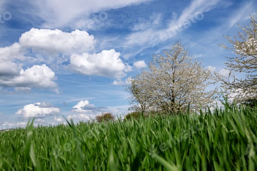 Preview: Green young grass in close-up, Flowering trees without leaves against bright blue sky, white clouds