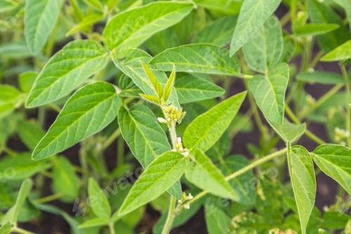 Preview: Fresh green soy plants on the field in spring. Rows of young soybean plants