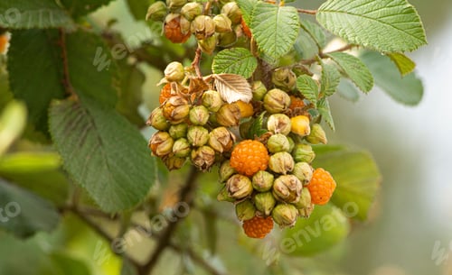 Preview: Closeup shot of a tree fruit with blurry background