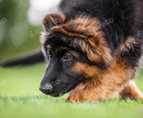 Preview: Luxury German Shepherd puppy portrait on green lawn, sunny day, natural background.