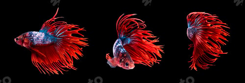 Preview: Siamese fighting fish or betta, multicolor body with red crown tail.