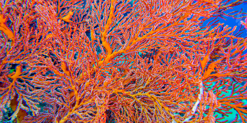 Preview: Sea Fan, Bunaken National Marine Park, Indonesia