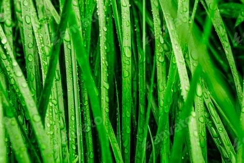 Preview: Long green grass covered with rain