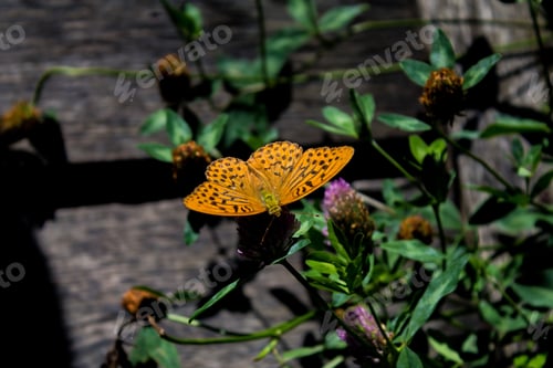 Preview: Orange butterfly on a flower with green foliage and wooden background.