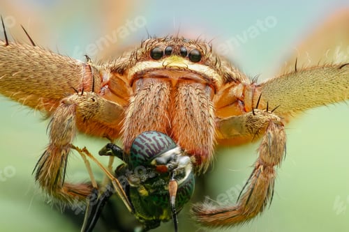 Preview: spider
