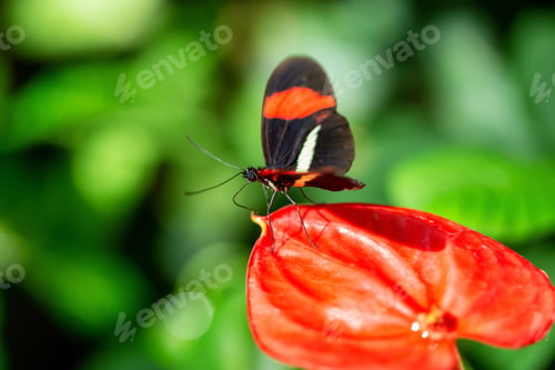 Preview: Macro Picture of a Butterfly
