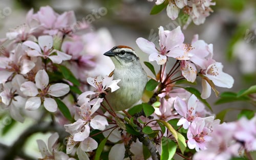 Preview: Sparrow in the pink flowers