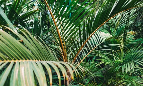 Preview: Natural green background with bushes of tropical vegetation in botanical garden.