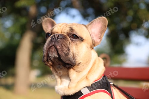 Preview: Adorable pet. Cute French bulldog on bench in park