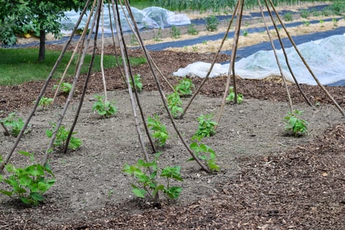 Preview: Closeup runner bean tipi support structures in a garden using sticks