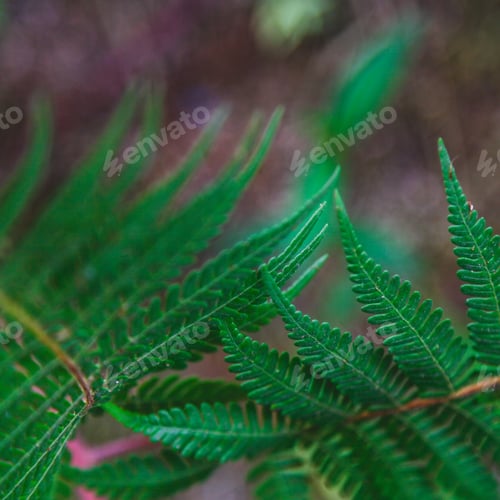 Preview: close-up shot of fresh fern leaves for background