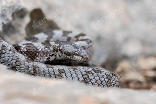 Preview: A detail shot of European Cat snake (Telescopus fallax) or Soosan Snake, on the island of Malta.